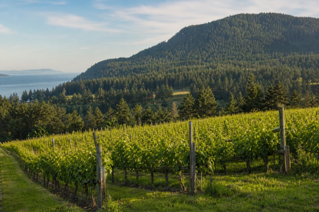 A Cowichan Valley vineyard north of the Malahat