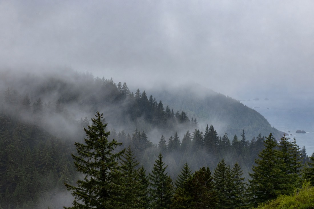 Marine cloud drifting through the Malahat forest on an overcast morning
