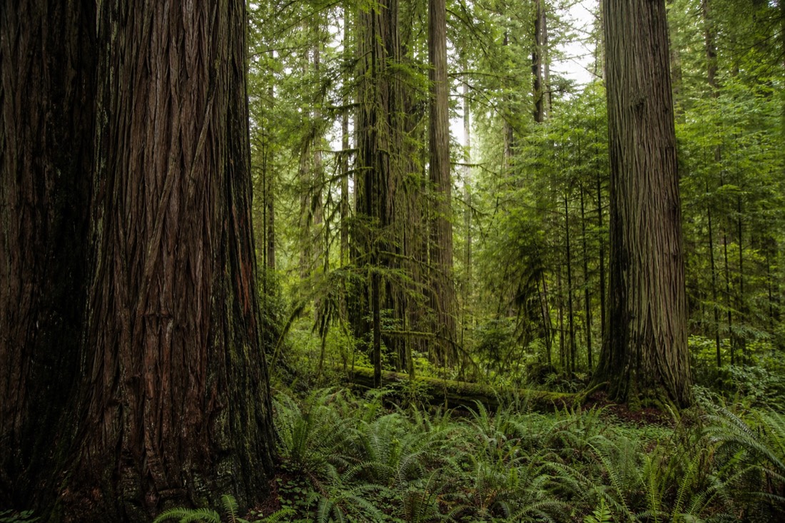 Old-growth Douglas fir and western red cedar along the ground-level trail