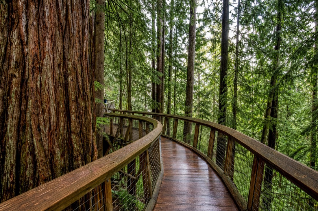 The 600-metre elevated walkway winding through the forest canopy