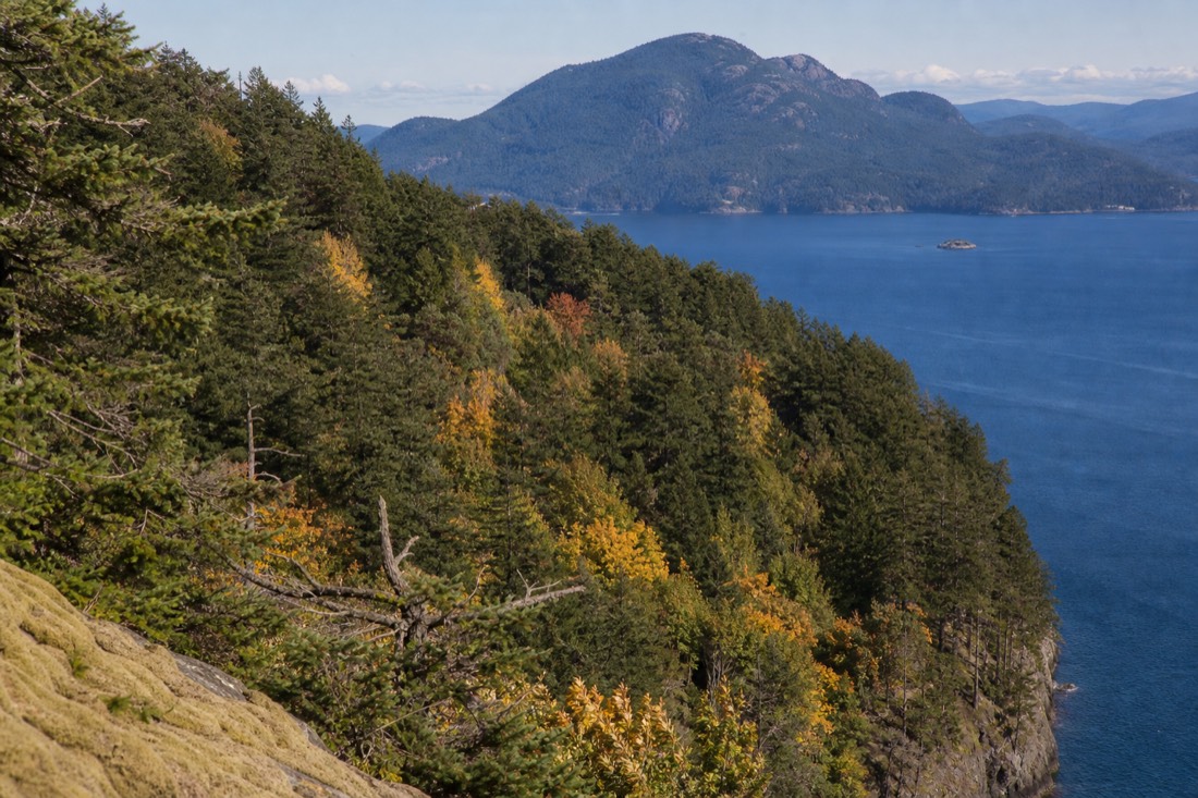 The Malahat forest in autumn colour