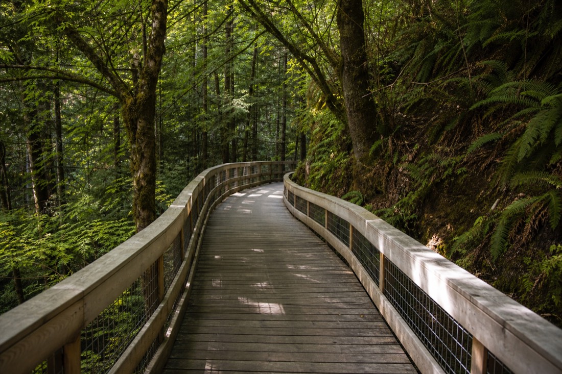 Families on the gently sloping Malahat Skywalk boardwalk